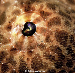 Frog Fish Eye by Brian Welman 